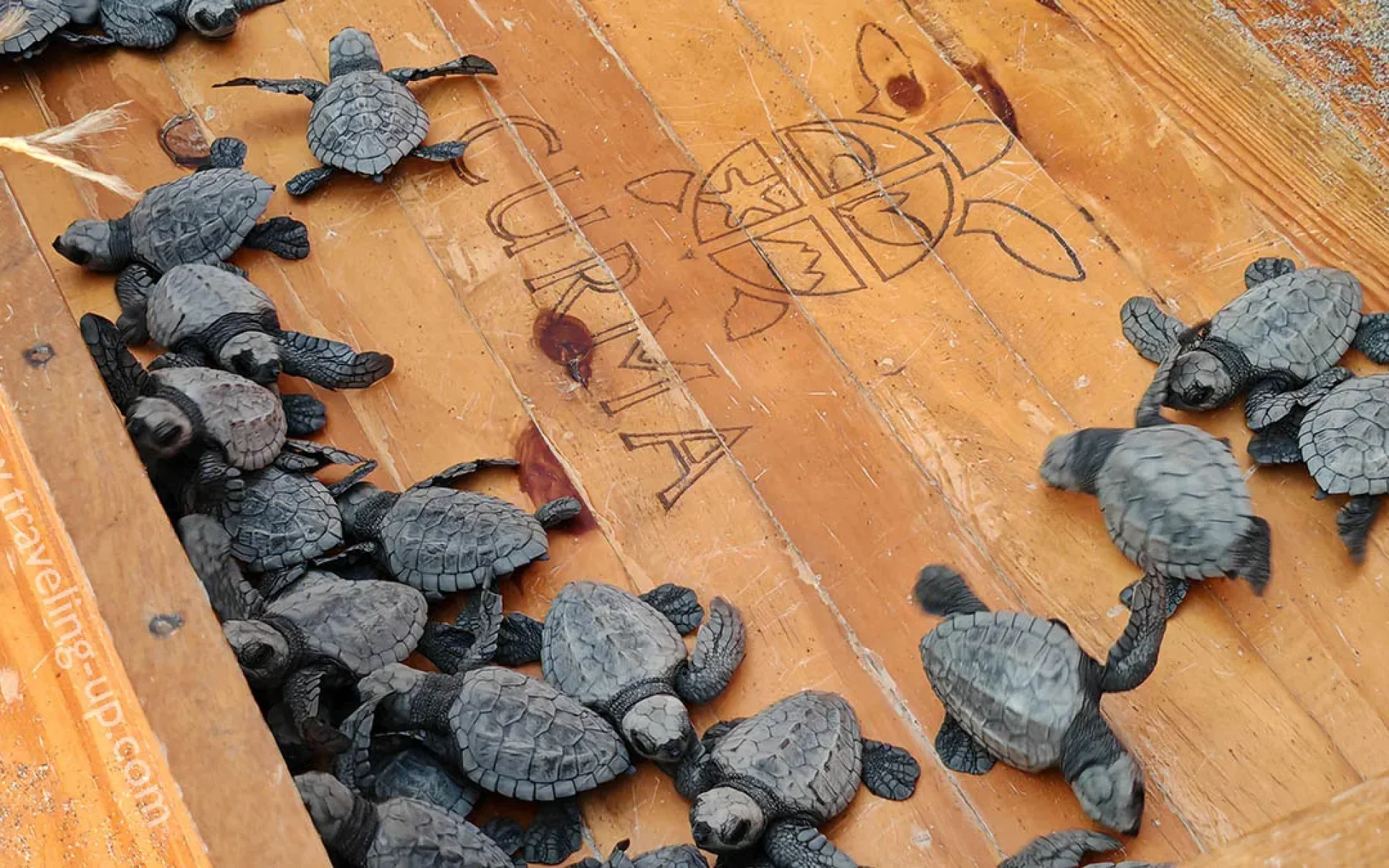 04a. La-Union-sea-turtle-release-with-CURMA