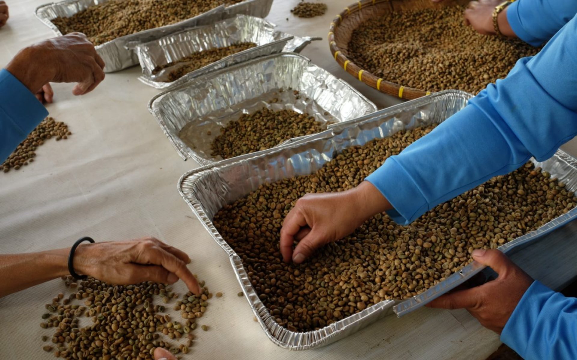 Handsorting coffee beans