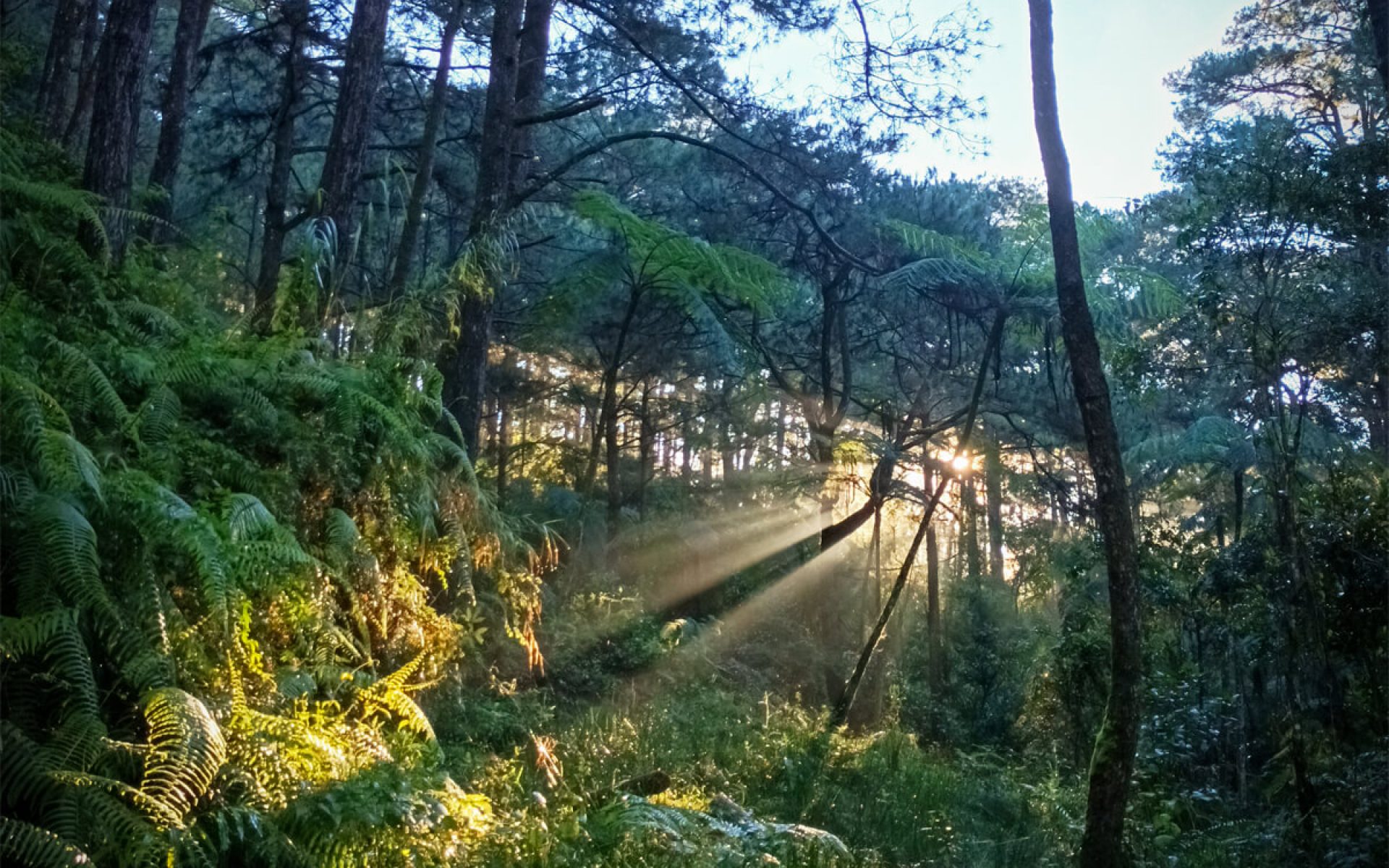 The-Forest-Is-Where-Wounds-Mend