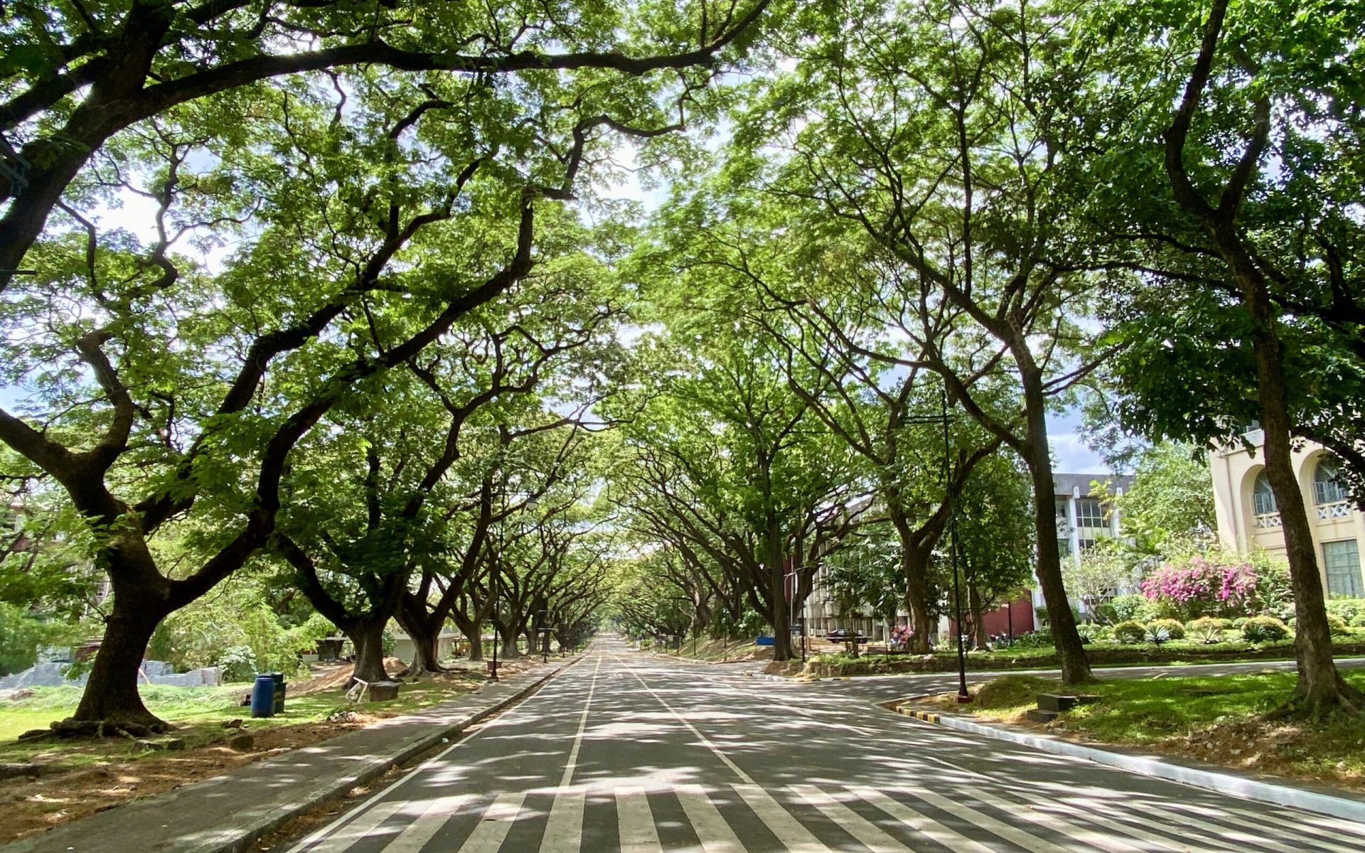 Walking_1_UP Diliman Campus_popular walking area in QC