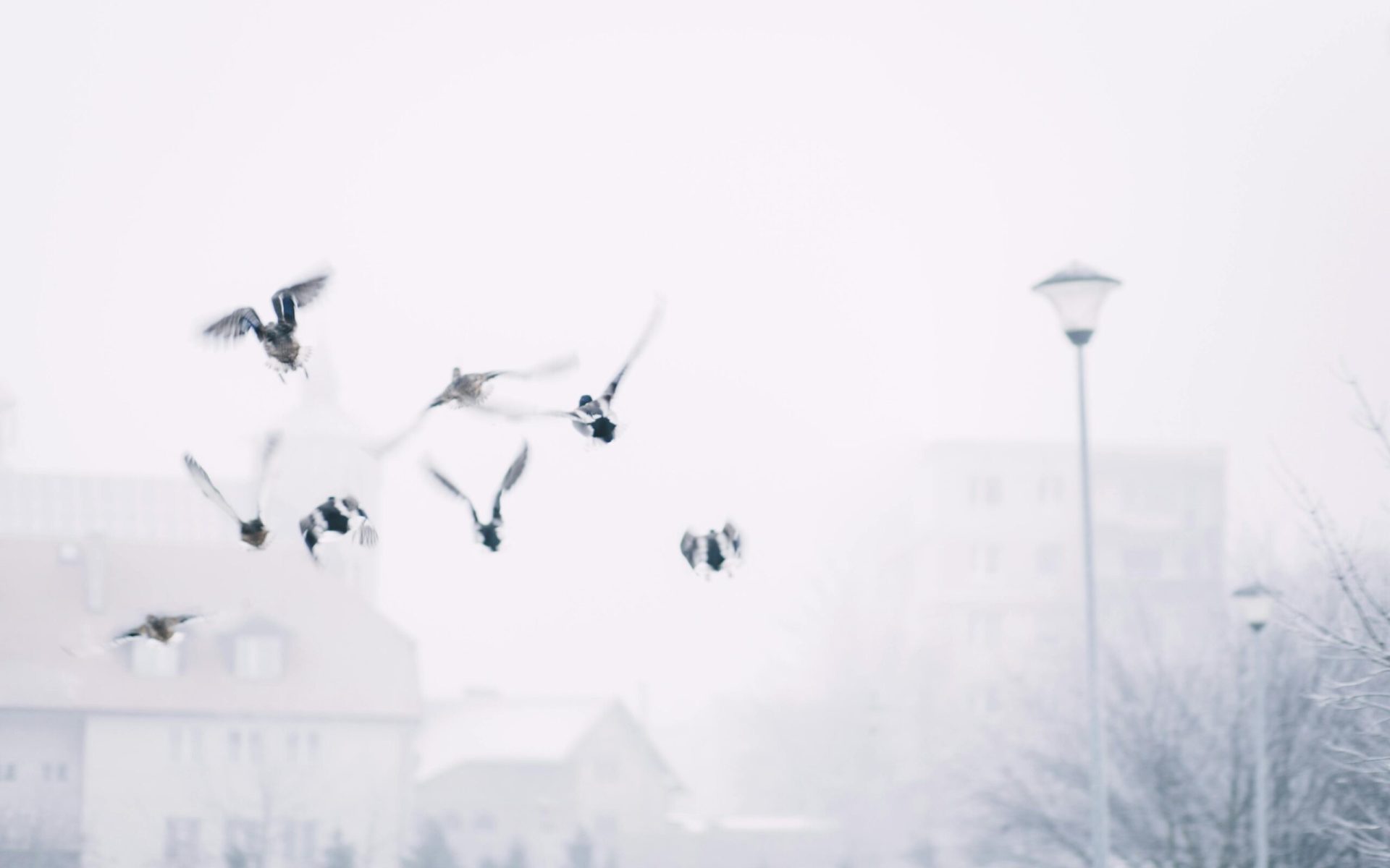 pexels-freestocks-788736